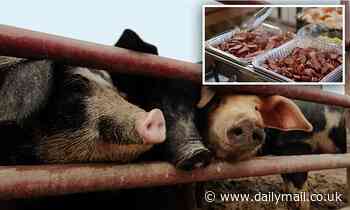 YOU can now eat pigs genetically modified using CRISPR