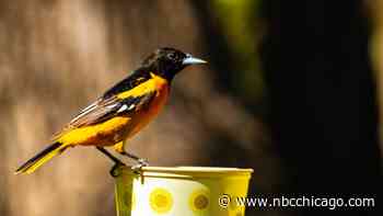 Millions of Birds Fly Over Illinois During Annual Northward Migration