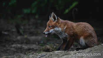 Why You Should Use Commercial Photography Hides