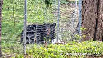 Bear wandering in Minneapolis killed by DNR