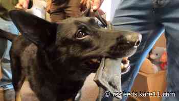 Rescue dogs join Hennepin County K9 at retirement celebration