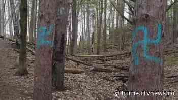 Swastikas found painted on trees in Barrie investigated as hate crime