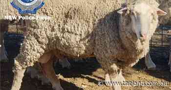 Hundreds of ewes and wethers stolen from Trundle property