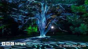 Ancient Cambridge tree lit up for Coronation by pedal-power