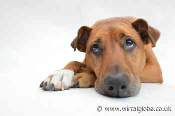 Xylitol poisoning symptoms to look out for in dogs