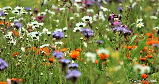 UKGBC launches biodiversity guidance for the built environment