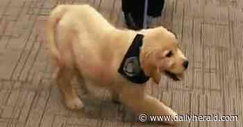 Millie the comfort dog joins Mundelein Police Department