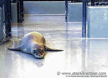 Well-known Molokai Hawaiian monk seal getting care for illness