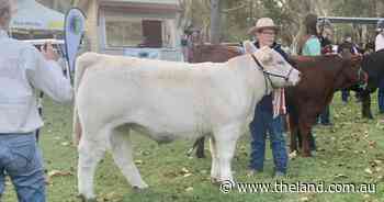 School Steer Spectacular champion carcase titles announced