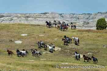 UW, Oklahoma State call for single approach on wild horses