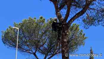 Emergenza pini, terminati i trattamenti agli alberi della Colombo