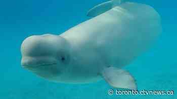 Beluga whale, bottlenose dolphin die at Marineland