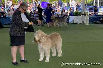 For these hounds and humans, dog show a couples’ competition
