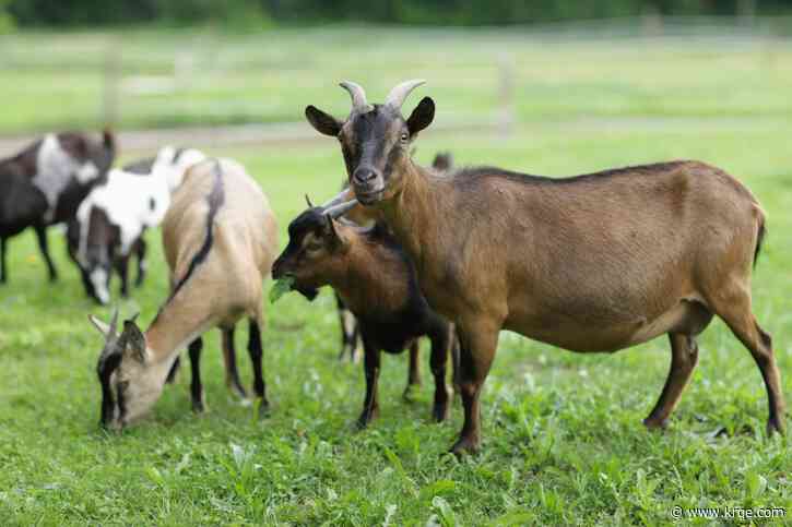 Hang out with goats as they prevent wildfire spreading