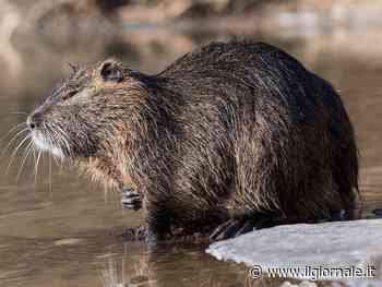 Il nutricidio di 'Ciccio': ecco l'ultimo (assurdo) giallo nel modenese