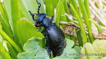 Wie gefährlich ist der Ölkäfer wirklich?