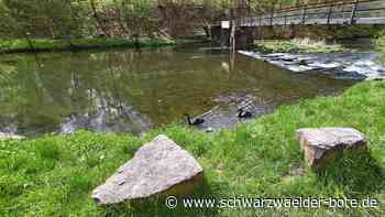 Tiere in Bad Liebenzell: Trauerschwäne am  Nagoldwehr  gesichtet