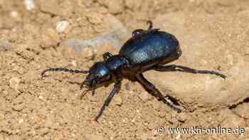 Schwarzblauer Ölkäfer an Ostsee und Nordsee - was Urlauber wissen müssen