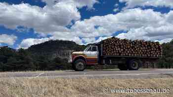Abholzung in Mexiko: Die neue Droge der Kartelle
