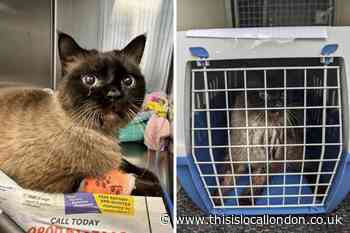 Leyton: RSPCA say cat dumped as owners 'couldn't pay vet fees'