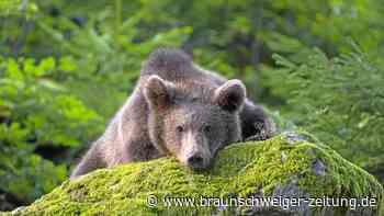Braunbär in Bayern gesichtet: Das raten jetzt Experten