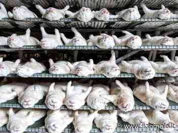 Un visone ha il Covid: abbattuti 1600 capi nel bresciano