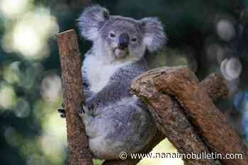 First wild koalas caught and vaccinated against chlamydia