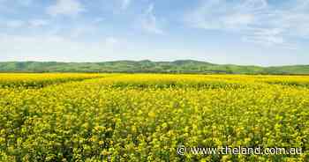 Optimism brimming for early sown canola
