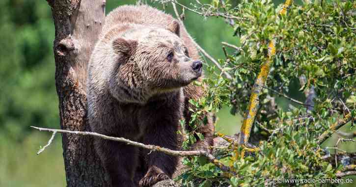 Landrat will Braunbär nicht dauerhaft akzeptieren