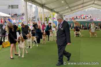 Dog Co-Owned by Country's Tim McGraw Wins New Breed at Show