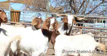 About 2000 goats yarded at Dubbo
