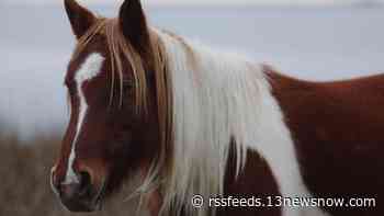 Fundraiser could save horse ranch from 'Misty of Chincoteague' novel from development