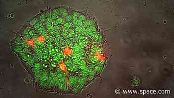 SpaceX Ax-2 private astronaut mission will grow 1st stem cells in space