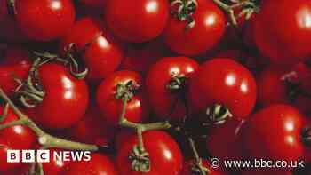 Sheffield fertility study tests new tomato-based supplement