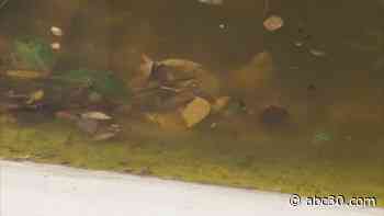 Concerns for large mosquito population this summer in Central California