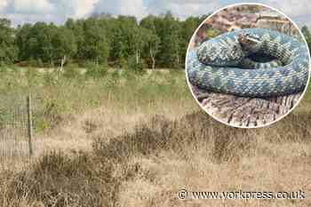Warning after dogs bitten by snakes on Strensall Common, near York