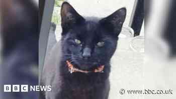 Darfield cat killed by dogs deliberately sent into garden