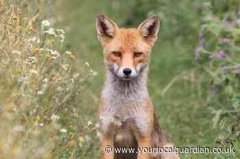 Temporary ceasefire on killing foxes on Beddington Farmlands