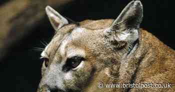 Cyclist claims they were bitten by 'puma' in area known for big cat sightings