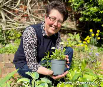York: plant swap in St. Bede’s Pastoral Centre, Blossom Street