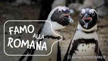 Il Bioparco "fa alla romana", biglietti a metà prezzo se sei residente a Roma