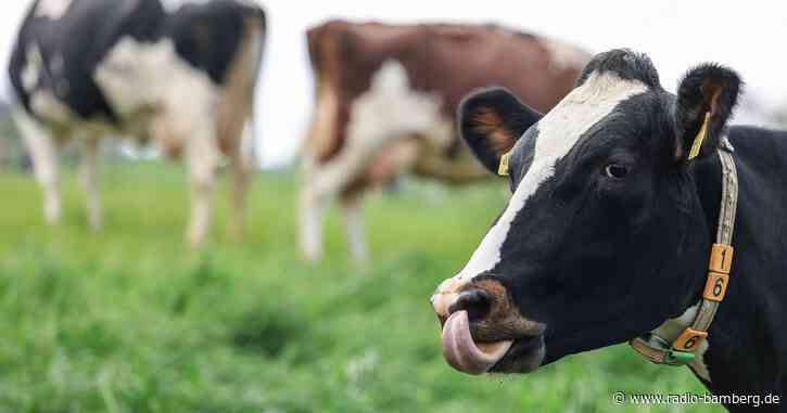 GVB erwartet schwere Zeiten für Milchbauern