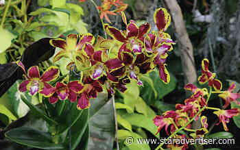 Kokua Line: Why didn’t Foster Botanical Garden reopen on schedule?