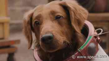 Who is Cosmo the Spacedog? All you need to know about 'Guardians of the Galaxy Vol. 3's' telepathic pup