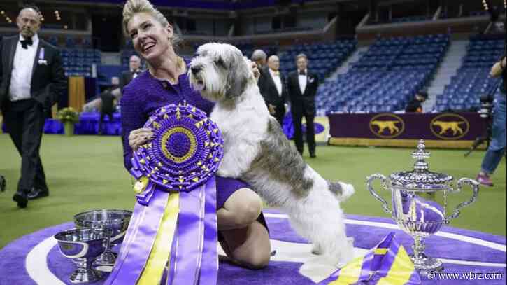 A 'PBGV' wins Westminster dog show, a first for the breed