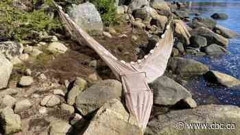 Dozens of arrests, more than $1M in baby eels seized in elver fisheries crackdown, minister says