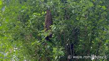 Un maxi alveare spaventa i residenti del quartiere Della Vittoria