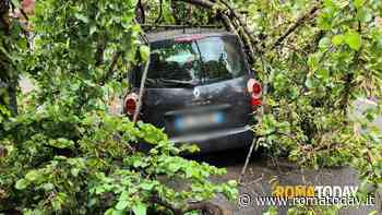 Ramo si spezza e crolla su auto in sosta