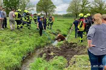 Feuerwehr rettet Pferd aus Wasserlauf
