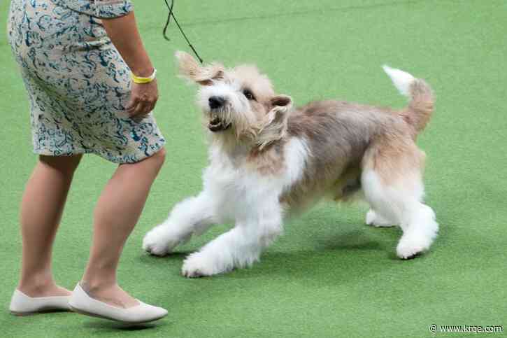 A 'PBGV' wins Westminster dog show, a first for the breed